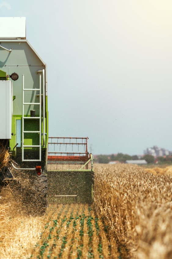 Combine harvester machine harvesting ripe wheat crops in cultivated agricultural field, selective focus