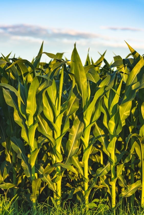 Corn field in sunset. Maize agriculture theme. Farming in Austria, Styria