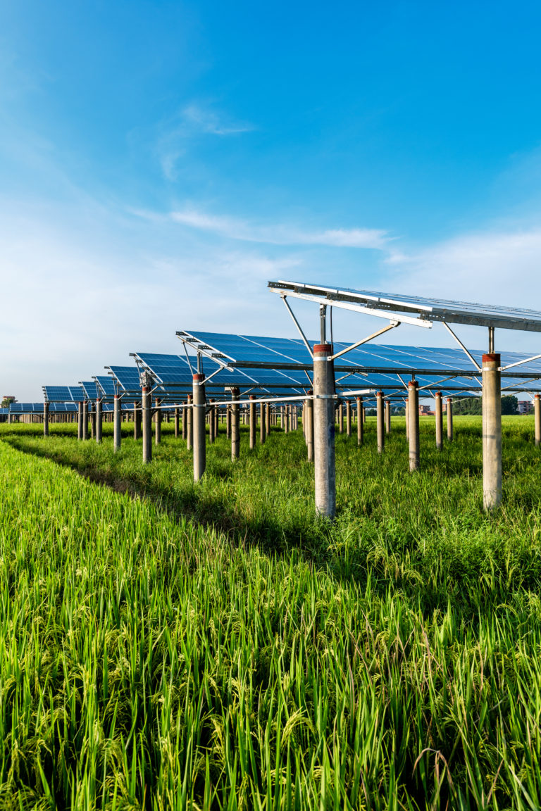 Solar power plants and rice fields at dusk